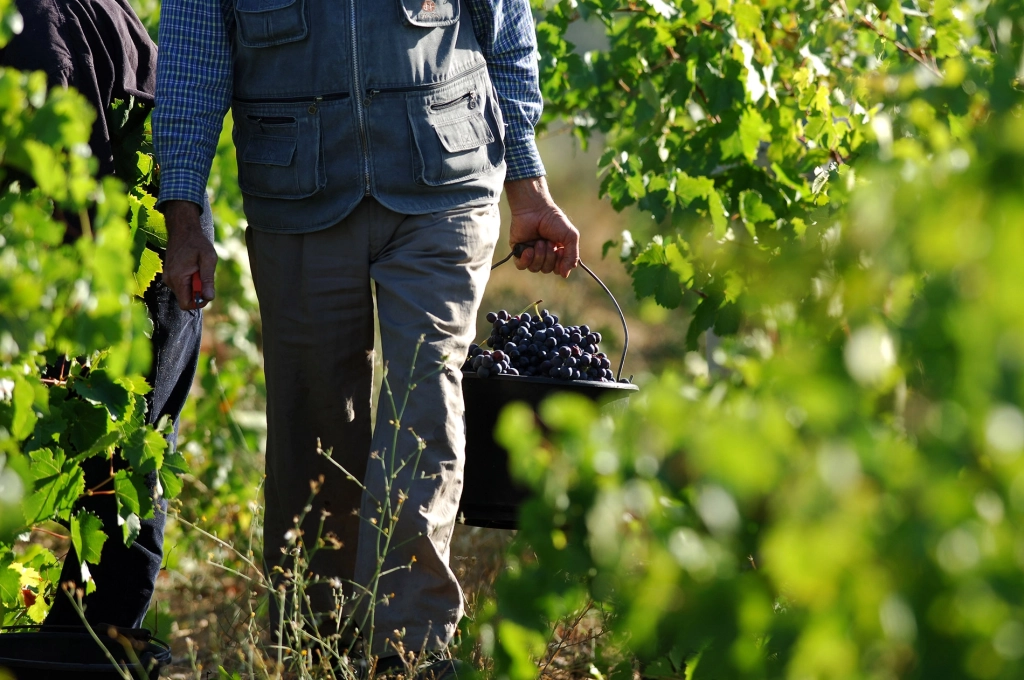 Comment préparer son terrain pour les vendanges ?