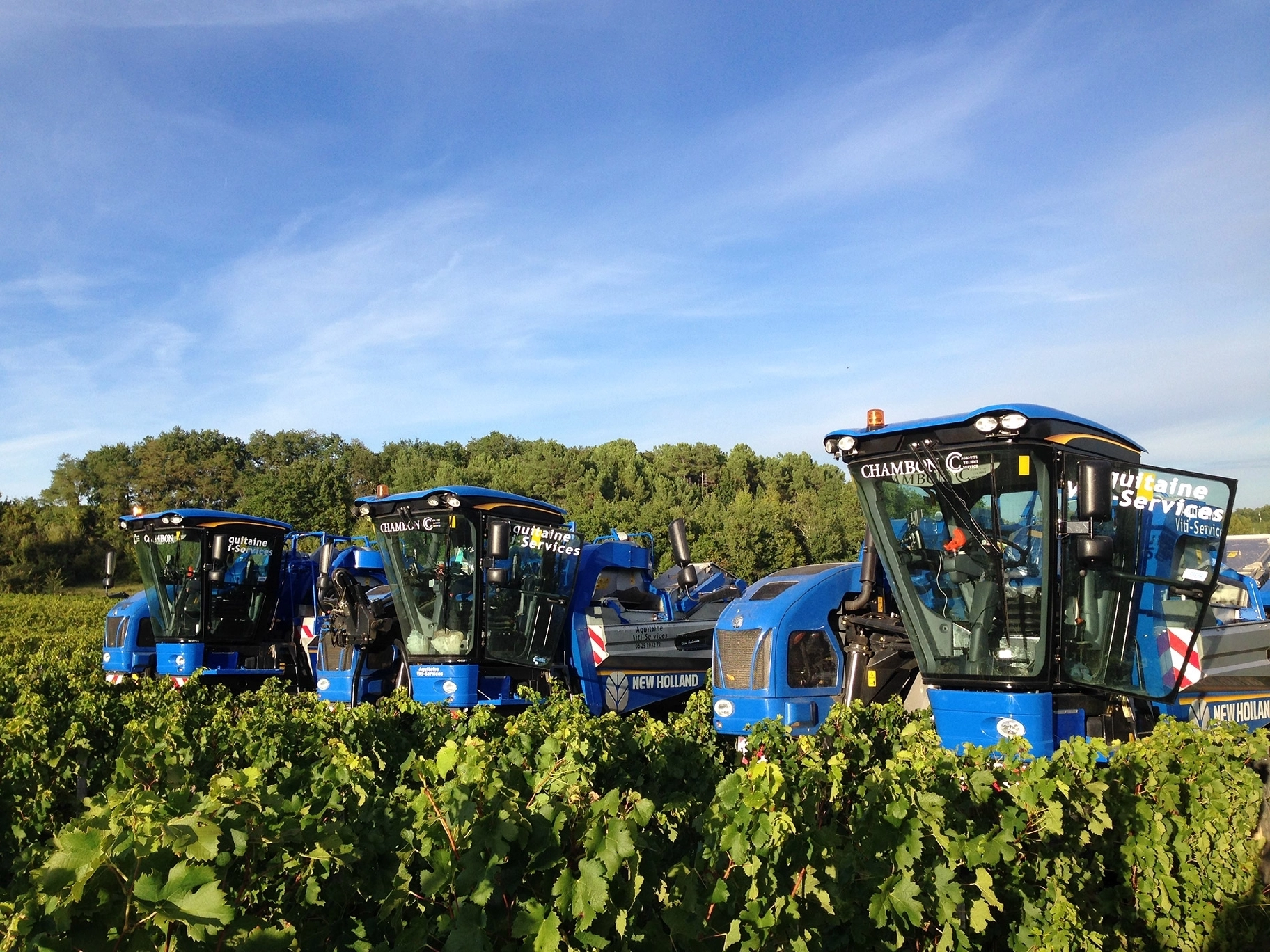 Vendanges : de la récolte au chai